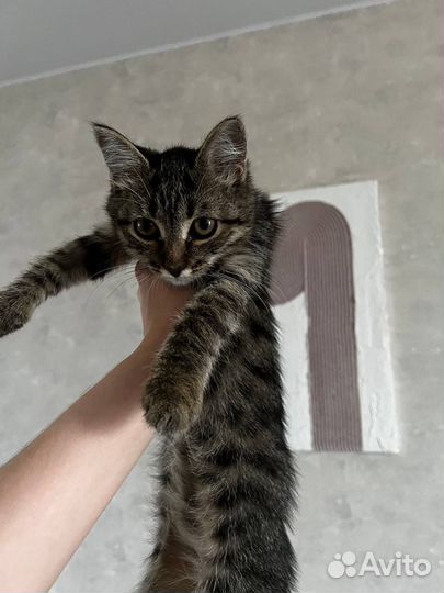 Потерялась кошка