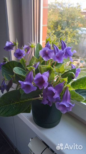 Цветы для дома