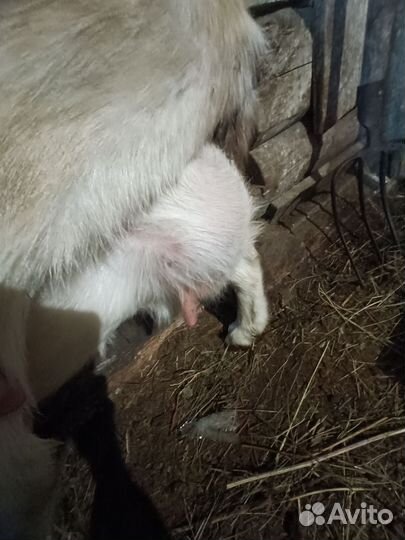 Продается коза с козлятами