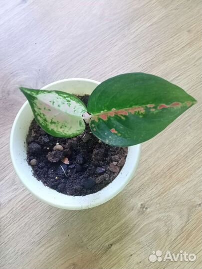 Аглоанема Бонсетти. Амели. Бабочка. Даймонд