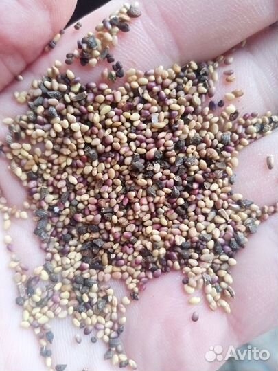 Продаю семена клевера красного+синяк