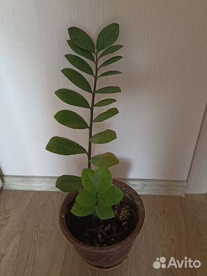 Замиокулькас в керамическом горшке