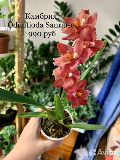 Орхидея Фаленопсис Камбрия Мильтония