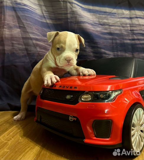 Американский булли щенки покет и экзоты