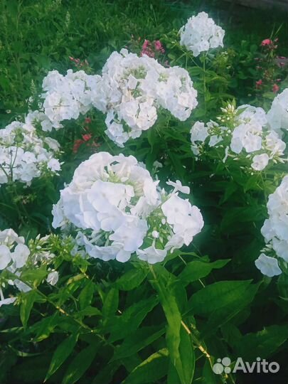 Флоксы кустики