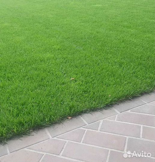 Рулонный газон, посевной газон