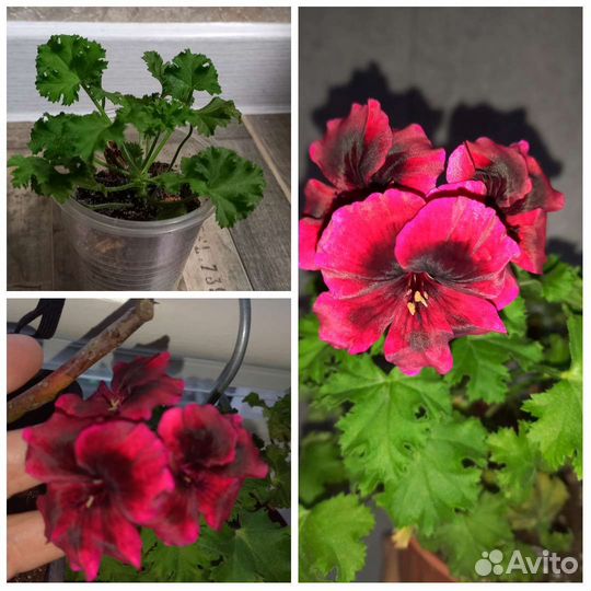 Пеларгония герань