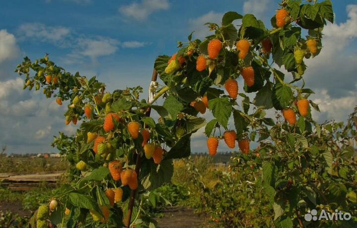 Саженцы малины ремонтантной