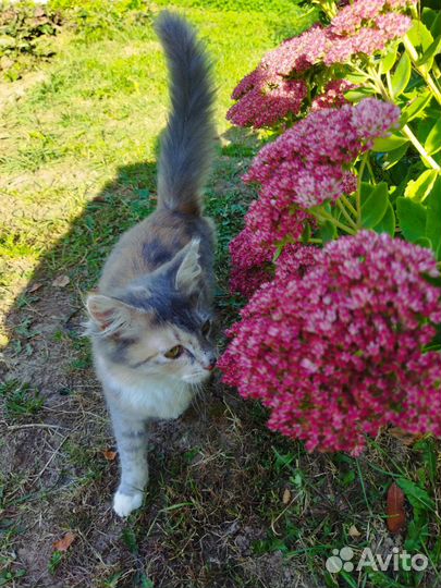 Котенок в добрые руки