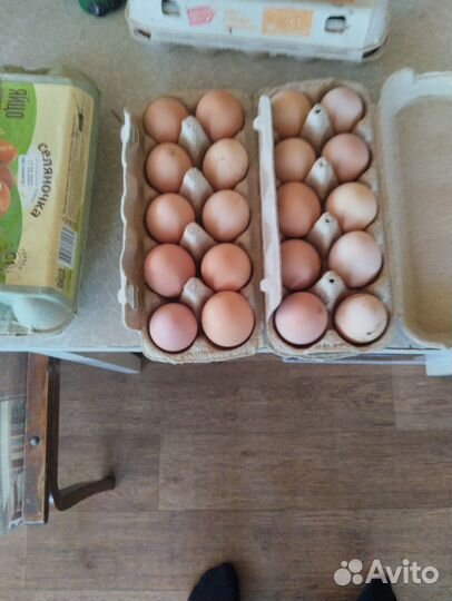 Инкубационное яйцо кучинская юбилейная