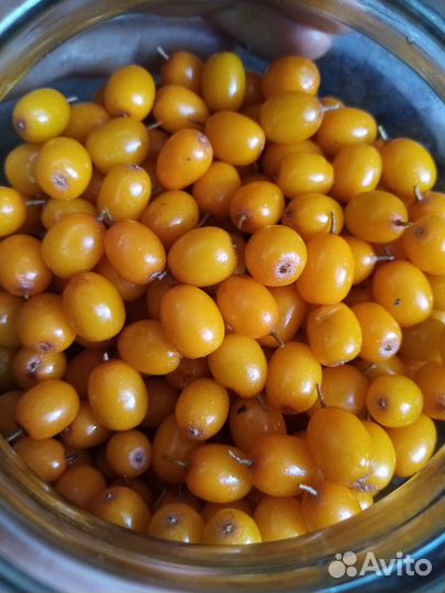 Саженец облепихи (девочка)