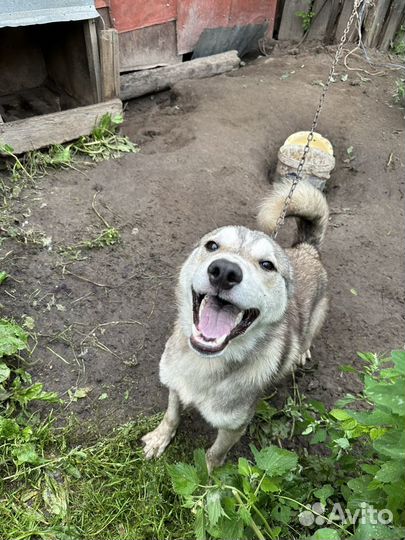 Собака в добрые руки