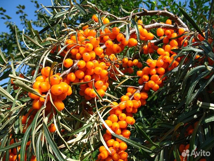 Продам облепиху