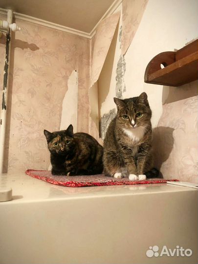 Кошка и кошка 1 год стерилизована
