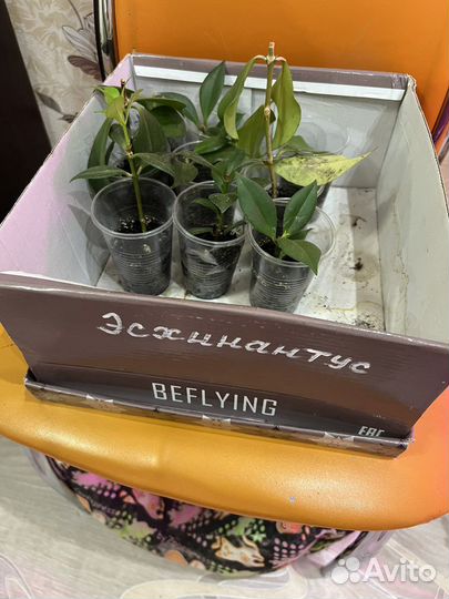 Эсхинантус жар птица