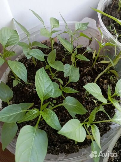 Рассада сладкого перца