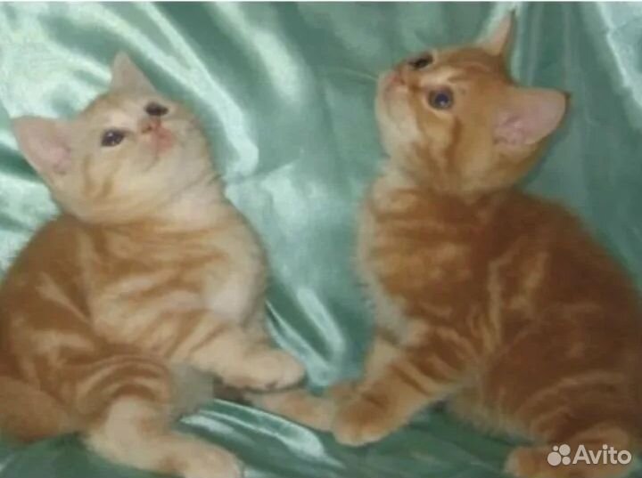 Продажа котят