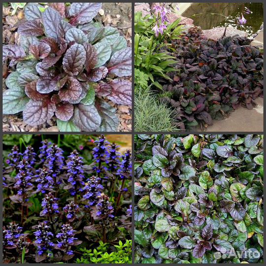 Живучка ползучая, примула, стахис и др