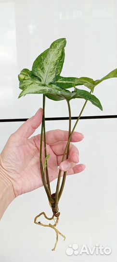 Продам сингониум