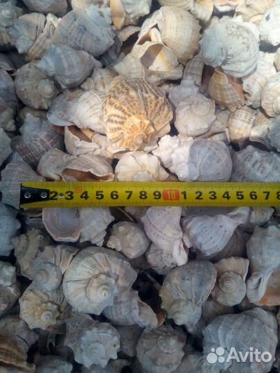 Рапан ракушка