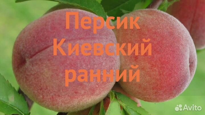 Груша, алыча, слива, персик, абрикос