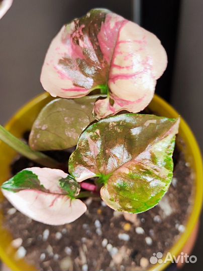 Сингониум клубничный лед galaxy, ароидные