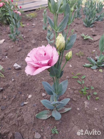 Эустома рассада