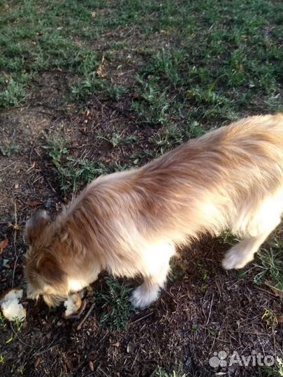 Собаки бесплатно в добрые руки