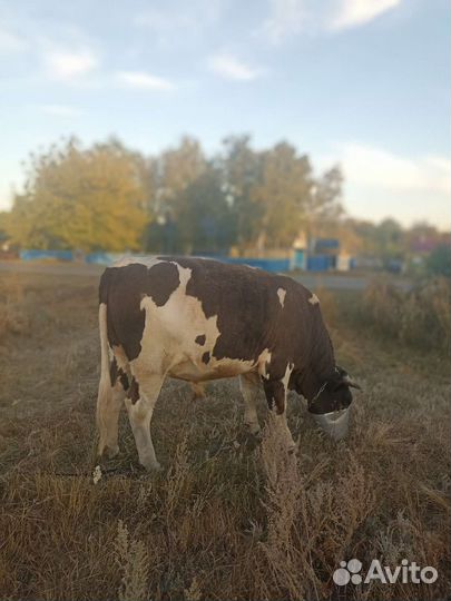 Бык на племя