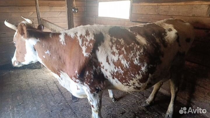 Дойная корова