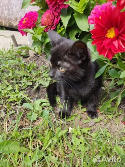 Котята в дар