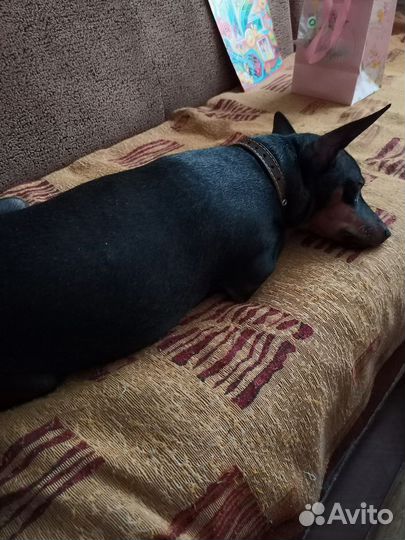 Маленькая собака