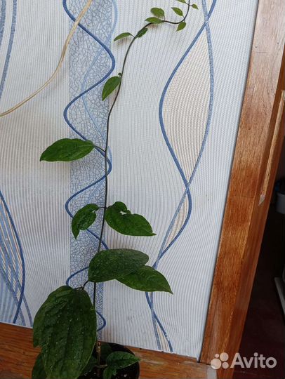 Клеродендрум