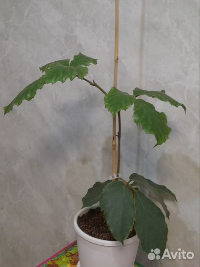 Комнатные цветы. Тетрастигма Вуанье