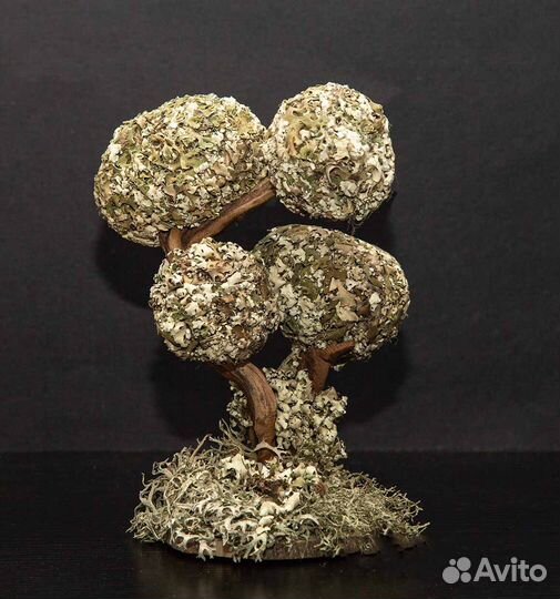 Живые деревья из Цетрарии