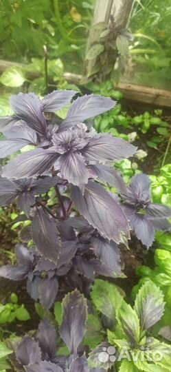 Базилик зелёный и фиолетовый