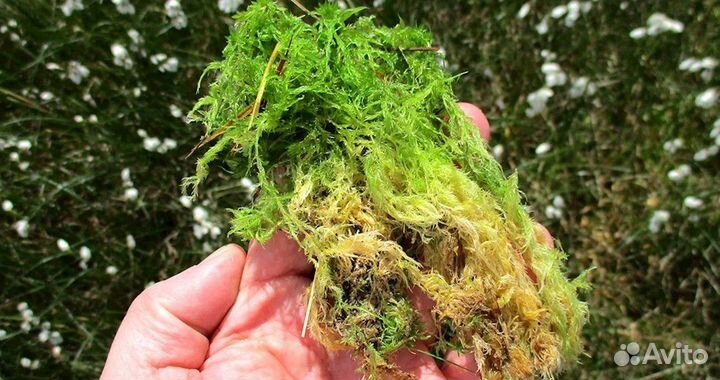 Мох сфагнум