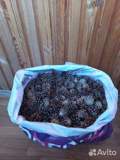 Шишки сосновые / еловые для творчества