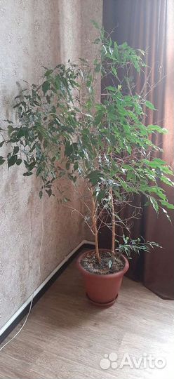 Фикус бенджамина