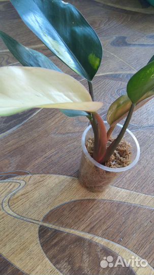 Гризли филодендрон