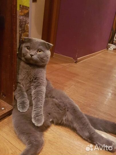 Вислоухий шотландец (скотишь фолд) на вязку