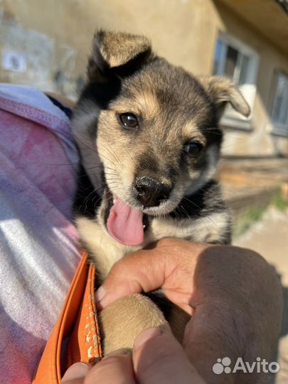 Малышка домашний вариант