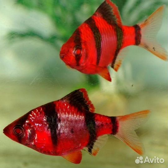 Аквариумные рыбки