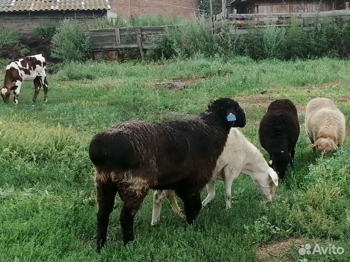 Баран на племя