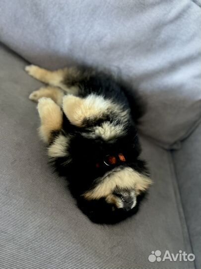 Померанский шпиц мини вязка