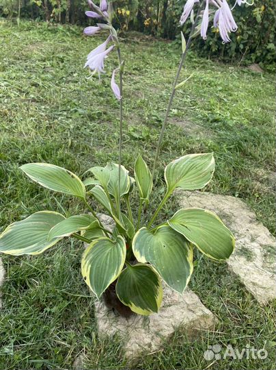 Хоста растение