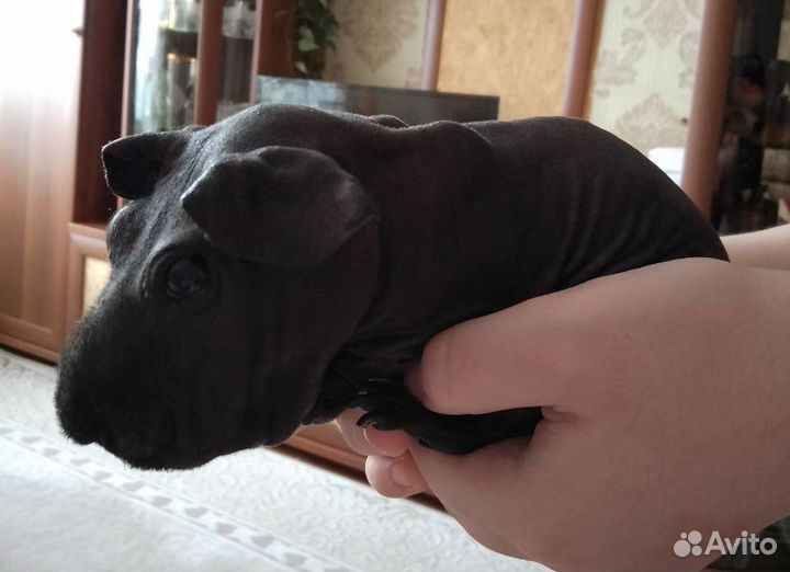 Морская свинка скинни с клеткой