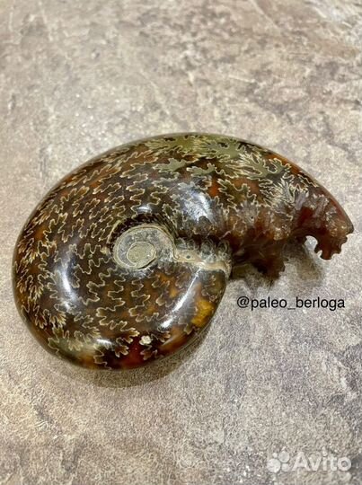 Аммонит (целый, полированный)