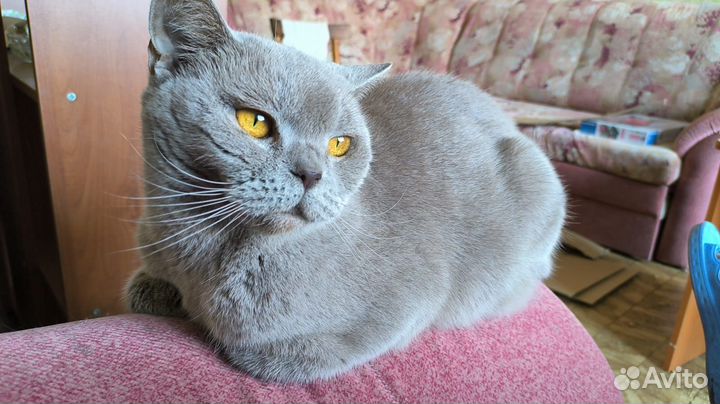 Британская