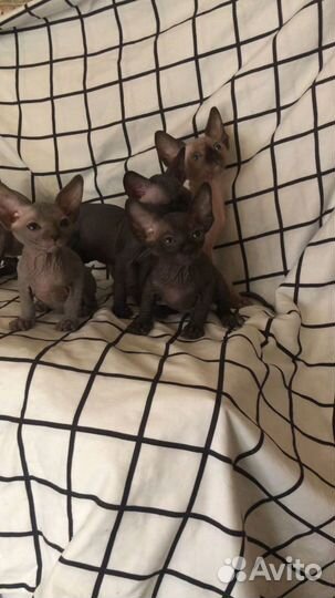 Канадский сфинкс